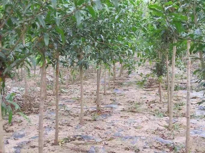 石榴种植基地管理