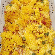 金丝菊