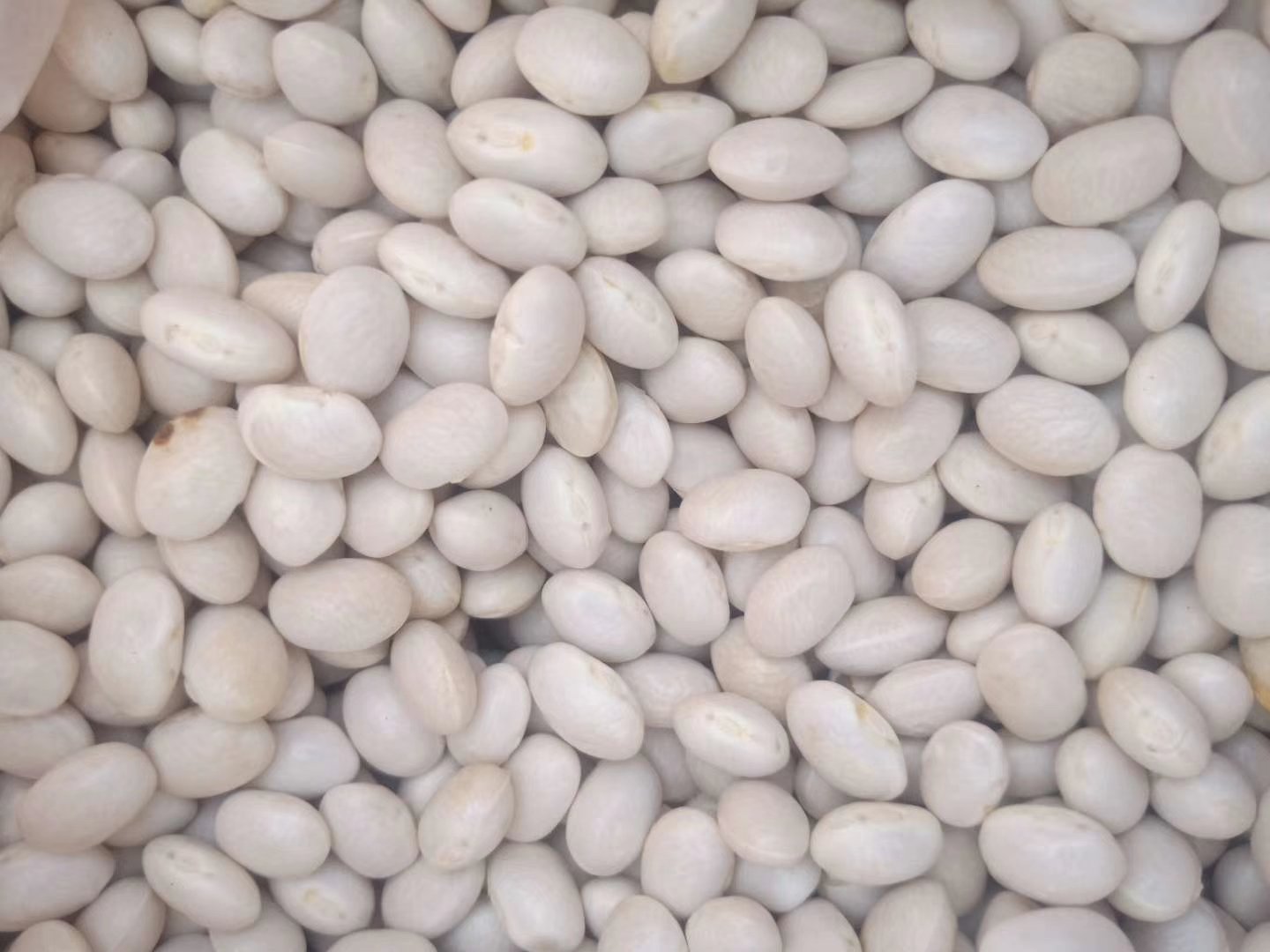 蒸好的芸豆粽子成品图,展示完整粽子外观与切面细节 蒸好的芸豆粽子成品图