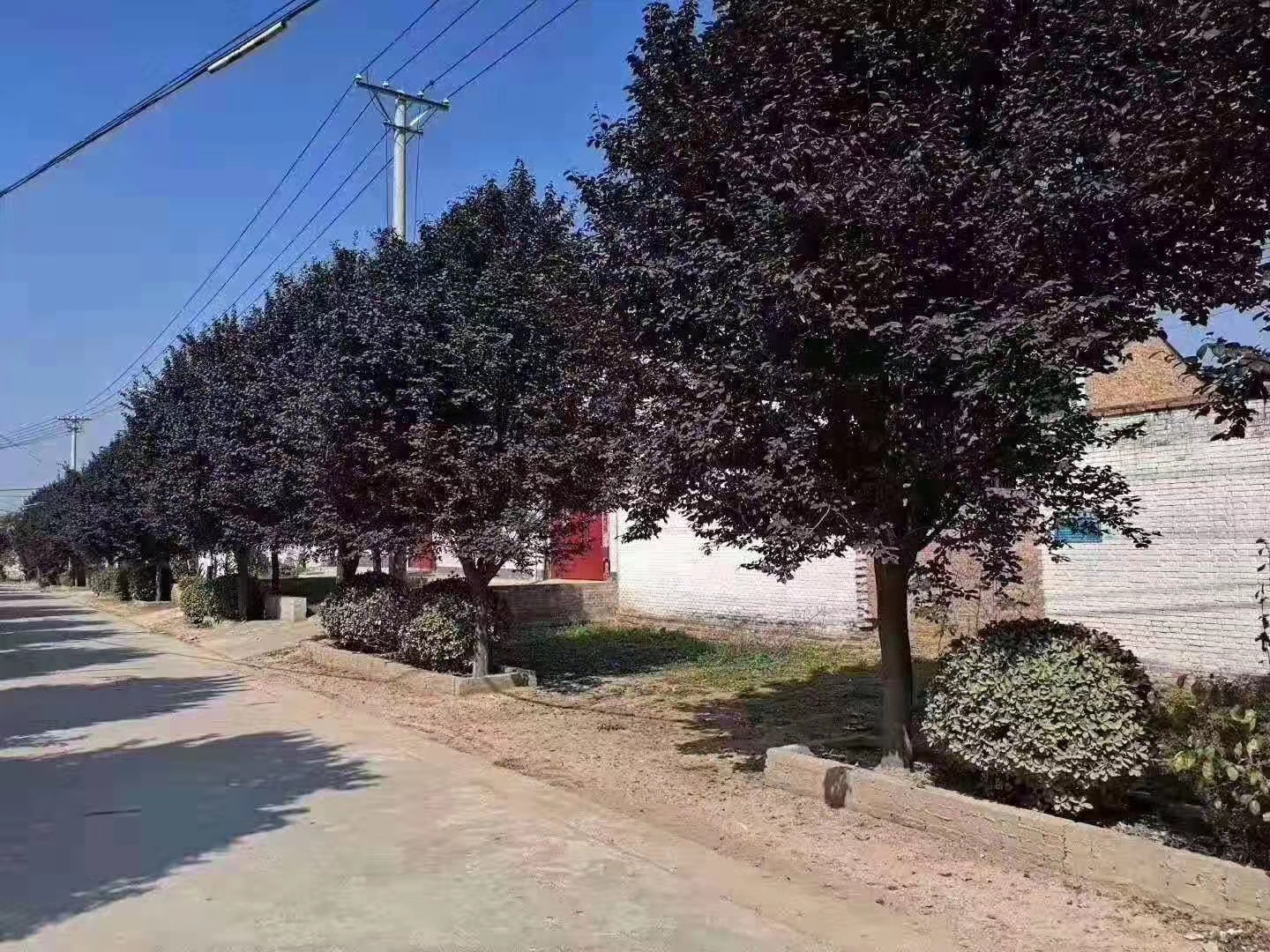 城市道路两侧种植的高大杧果树,树冠茂密,枝叶繁盛,部分树枝挂有青黄色的小型杧果,地面为水泥人行道,背景可见车辆与行人,体现 urban 绿化景观 绿化带中的杧果树全景