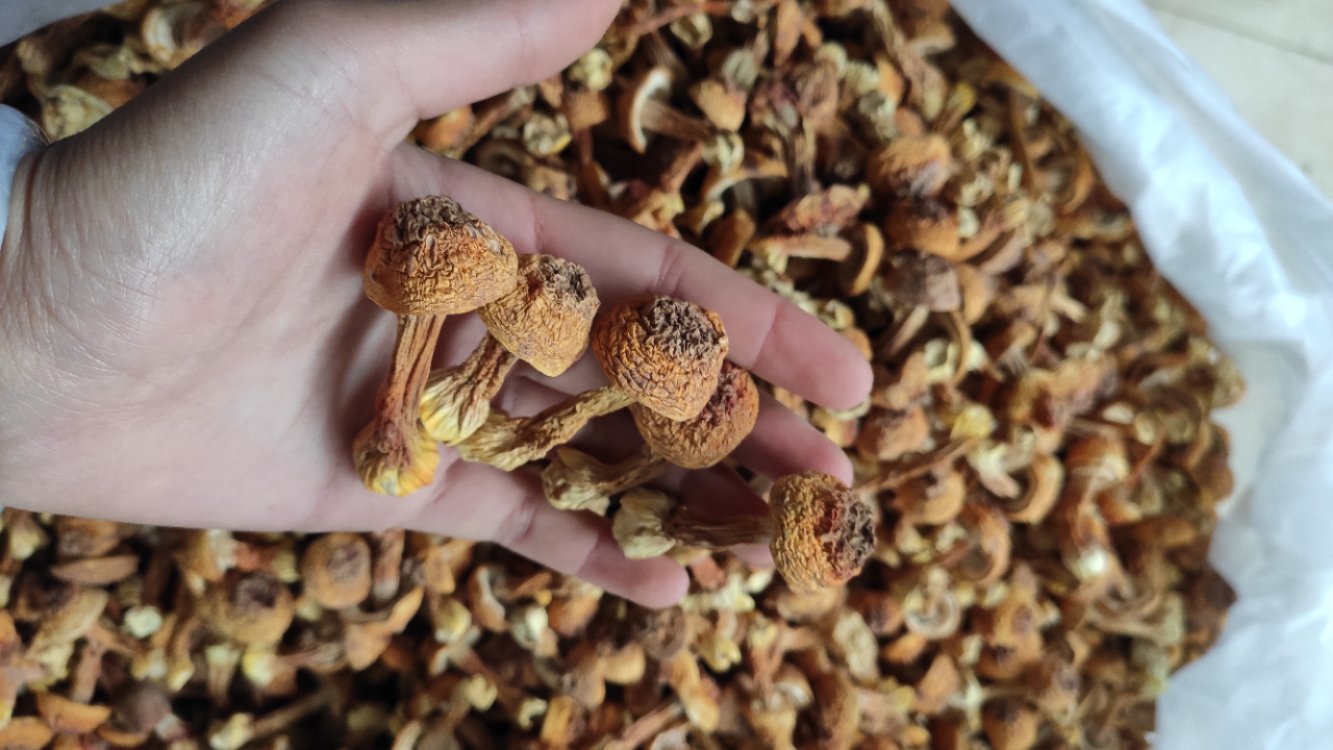 姬松茸炖甲鱼炖煮过程图