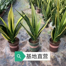 黄金兰，基地直销，带加仑盆发货，整箱销售，15盆/箱