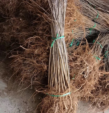 山丁子苗,嫁接苹果用的枕木,特别耐寒,成活率非常高