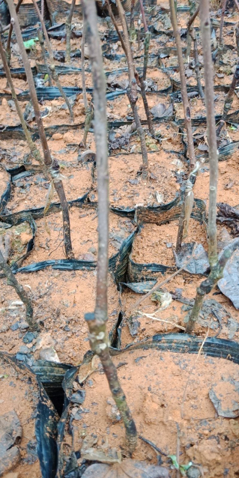 陕西大秋柿苗基地图片