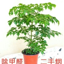 幸福树盆栽大小型绿植包邮客厅办公室内花卉南北方四季平安树