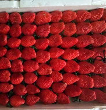 海阳甜宝草莓大量供应