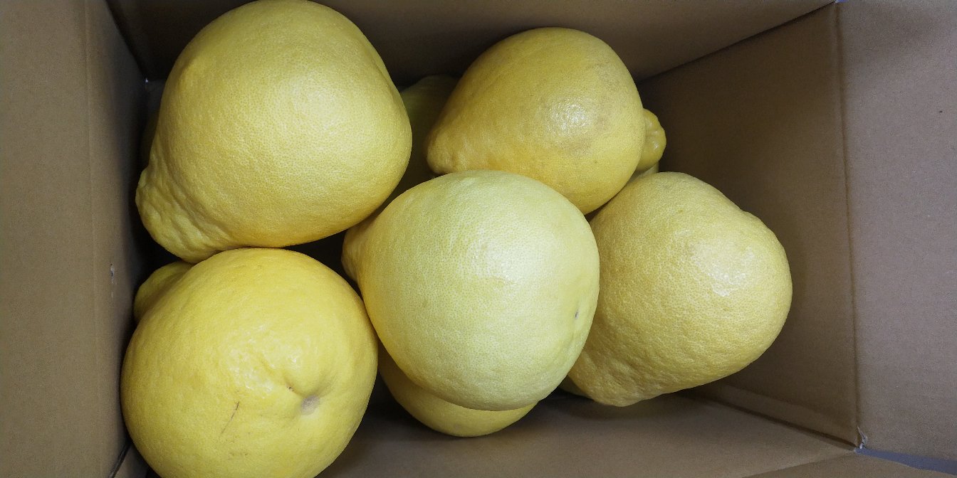 沙田柚果实在采摘后