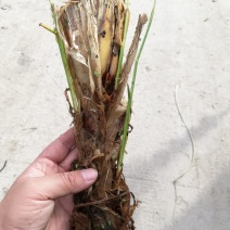 特早熟双季茭白种苗老茎苗篙芭苗高笋苗套养小龙虾泥鳅鳝鱼甲