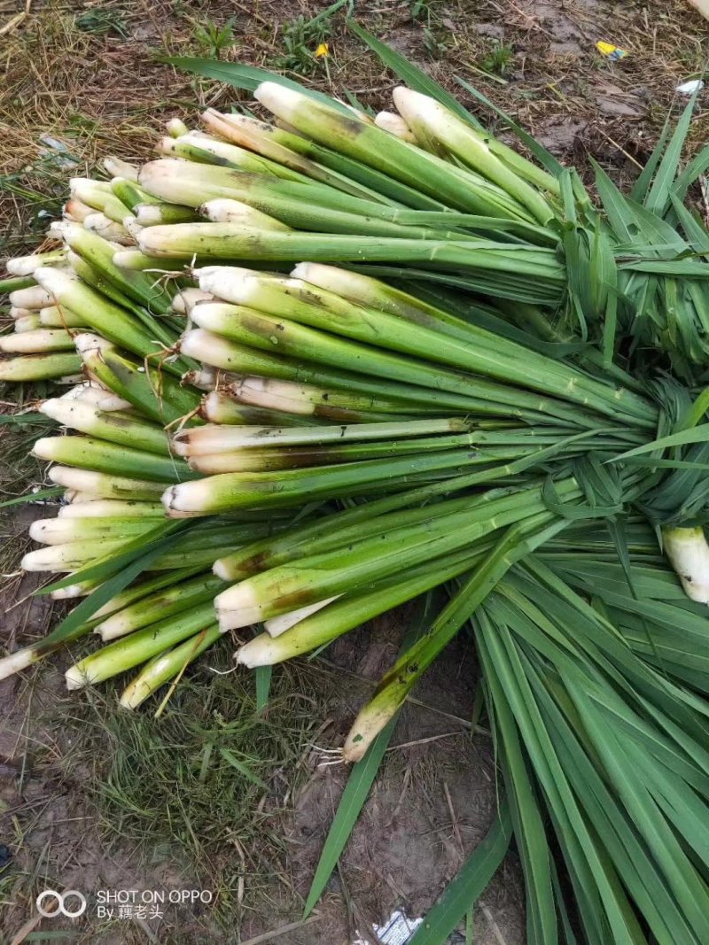 特早熟双季茭白种苗老茎苗篙芭苗高笋苗套养小龙虾泥鳅鳝鱼甲