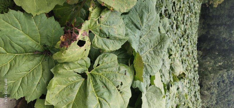 大黄种苗马蹄大黄种苗大黄苗大黄种苗