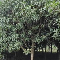 桂花苗移植金桂8至12公分粗径低价处理三百多株