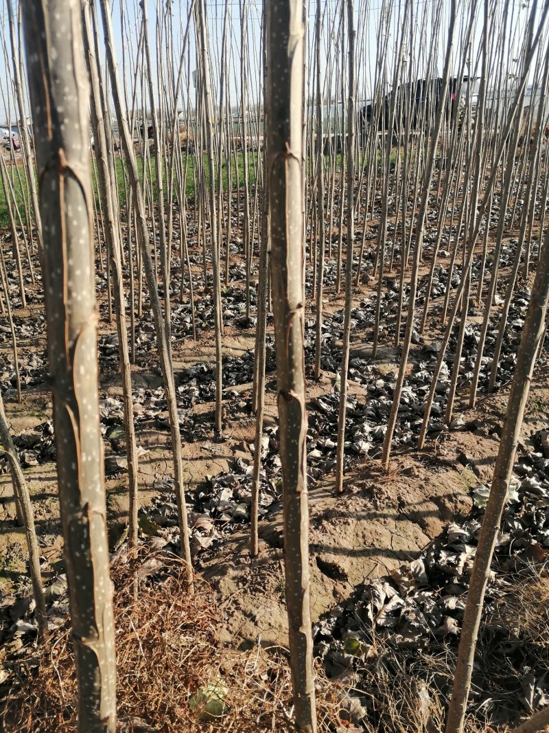 大片速生107杨树苗绿化苗木大量供应支持物流发货