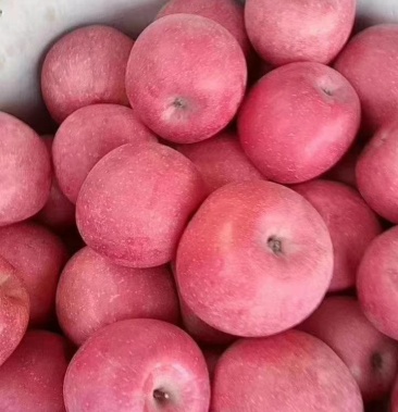 出库富士苹果辽宁绥中富士苹果大量有货价钱美丽果型好皮毛亮