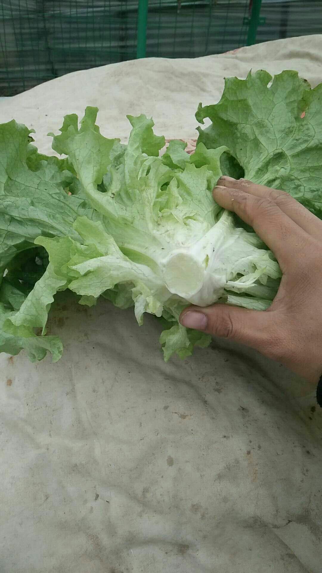 [罗马生菜批发]生菜,大叶生菜,绿生菜,价格2.00元/斤 - 一亩田