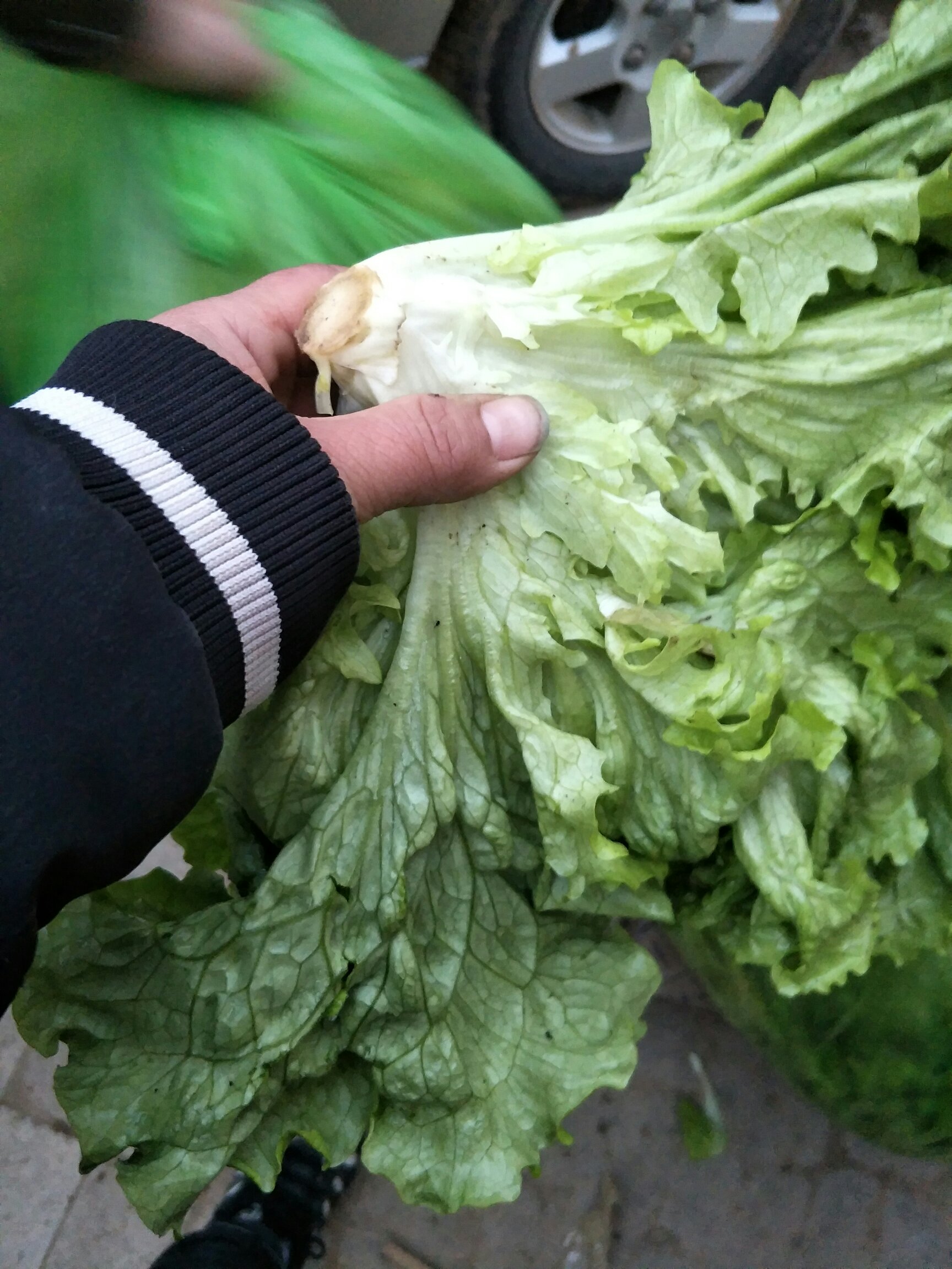 [罗马生菜批发]生菜,大叶生菜,绿生菜,价格2.00元/斤 - 一亩田