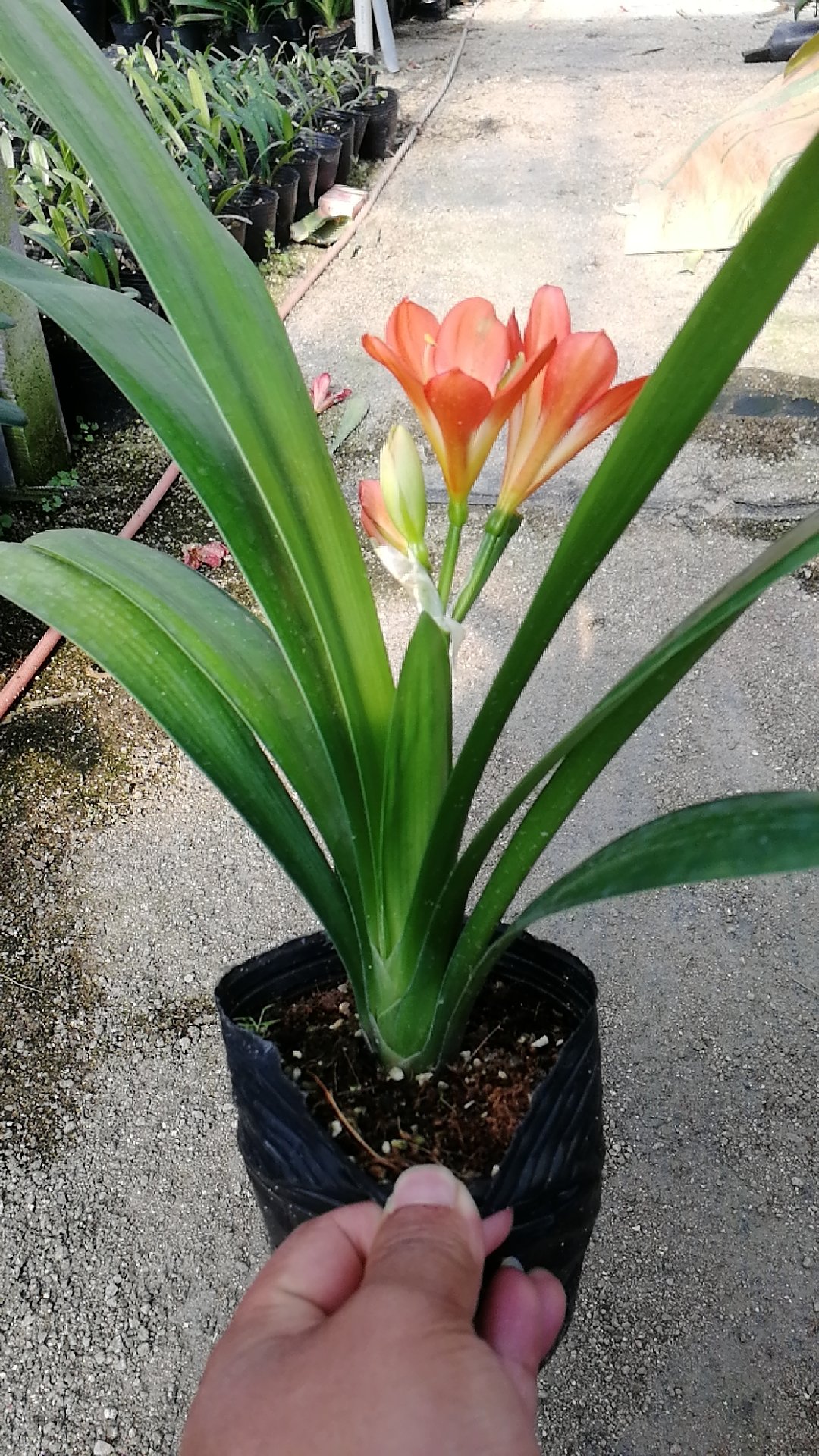 [君子兰批发]四季君子兰,130杯小颗型就能开花价格20.