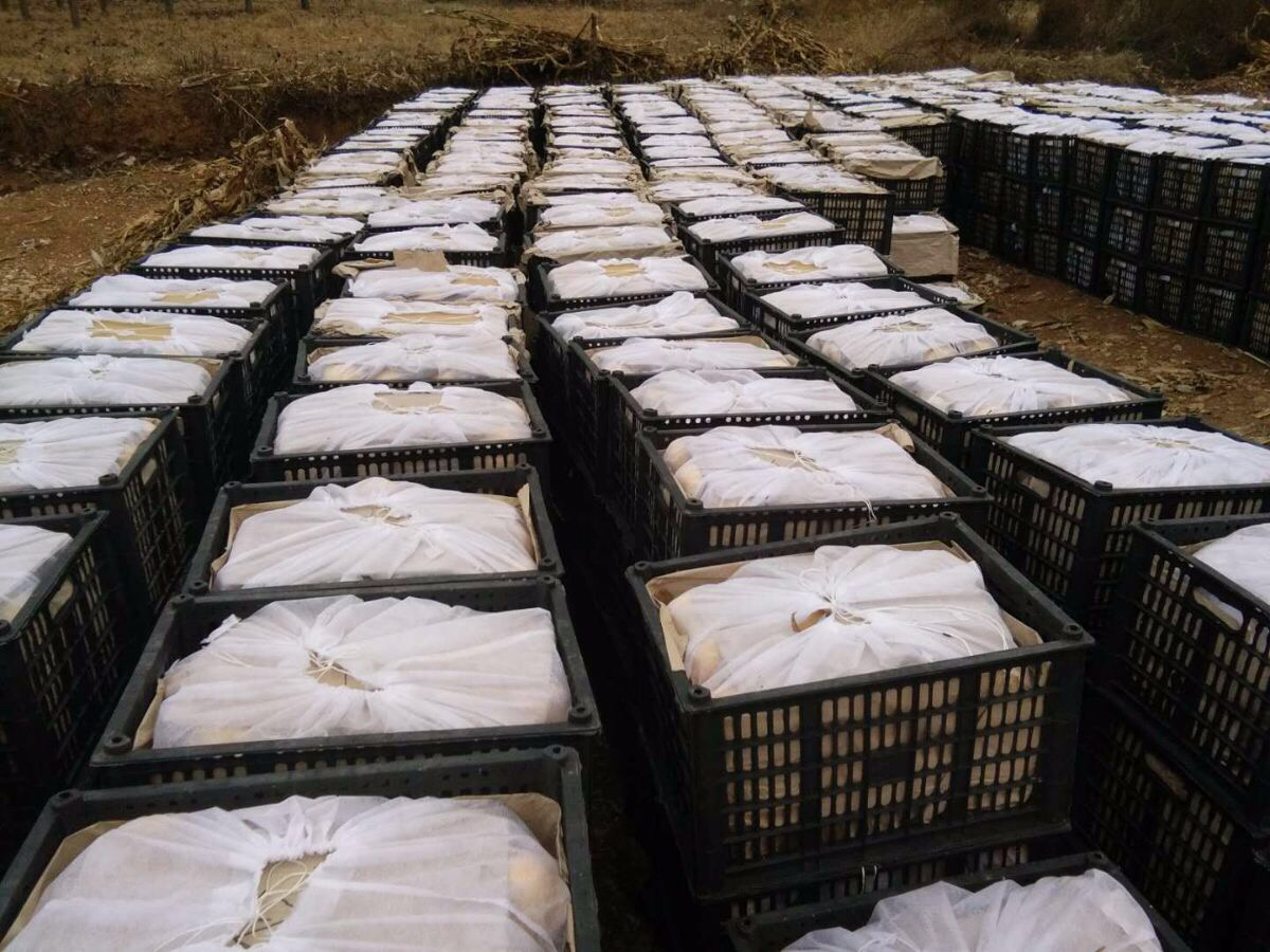 农民在法海寺附近山坡上手工采摘成熟的白皮松球果,使用竹篮收集,背景为岩石地貌和稀疏灌木丛,体现传统采收方式 手工采摘白皮松球果