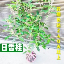 桂花苗四季桂日香桂正宗日香桂苗【花期240天】批发价包邮