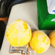 黄金奈李苗品种保证目前畅销品种市价高效益好
