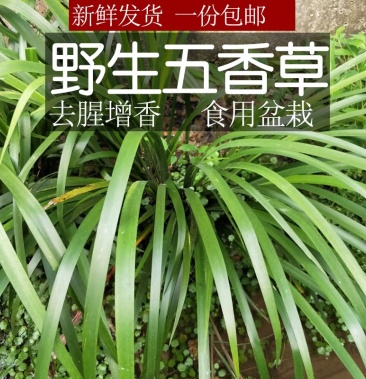 贵州深山野生五香草三奈沙姜菜随手香绿植花盆绿化四季常青草