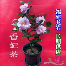 香茶花烈香香妃自家花圃种植一手货源视频照片实物看货