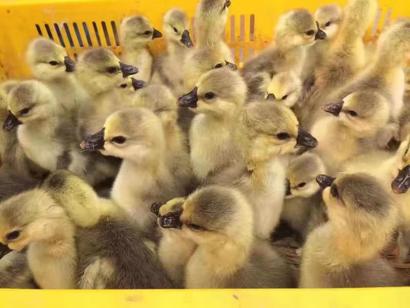 单只狮头鹅苗特写展示脚部细节