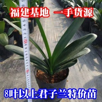 君子兰特价苗种植户直销一手货源货量充足运费便宜视频看苗