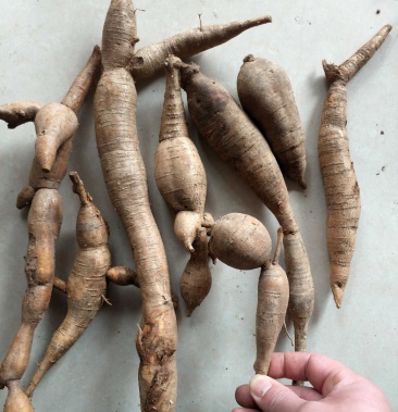 野生牛大力广西大瑶山野生牛大力