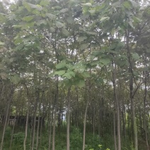 梓树