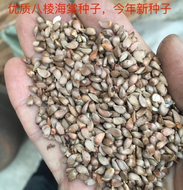 产地直销新下来的八棱海棠种子种子饱满