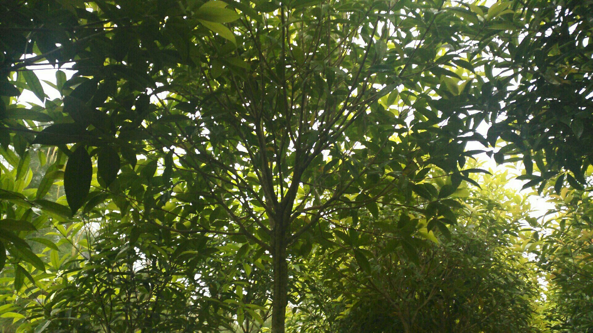 特写镜头下的丹桂树叶,叶片呈深绿色,叶脉清晰,边缘微微卷曲,背景为柔和的阳光透过树影 丹桂树叶特写