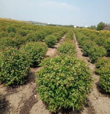 五角枫球乔灌木球类五角枫籽播苗丛生五角枫