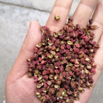 《精选》韩城大红袍精品货源冲销量花椒山东大红袍全国发货