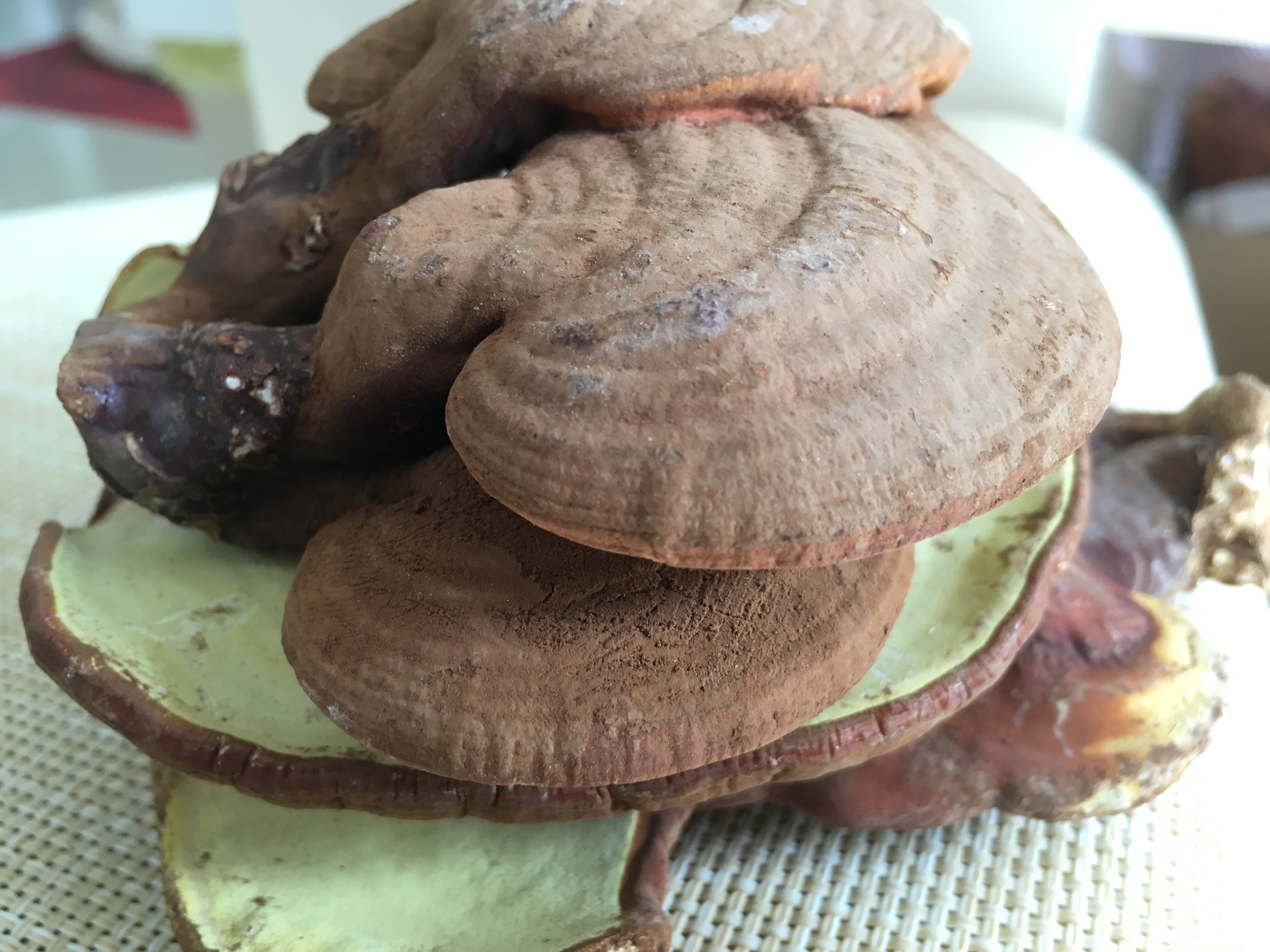 灵芝横切面特写