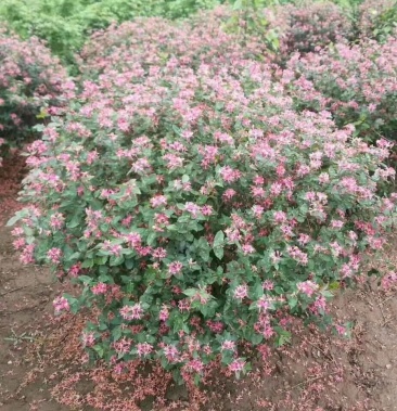 [忍冬批发]蓝叶忍冬,忍冬科,绿化灌木,蓝叶忍冬扦插苗价格2.50元/棵 -