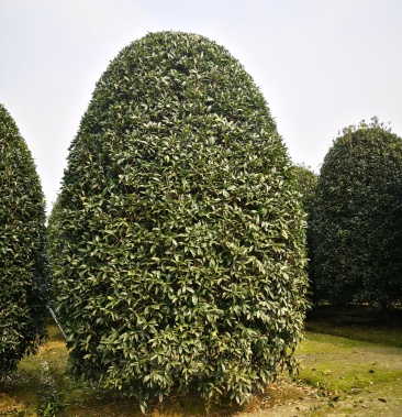 桂花地笼桂丛生桂花精品地笼桂花24米冠量大