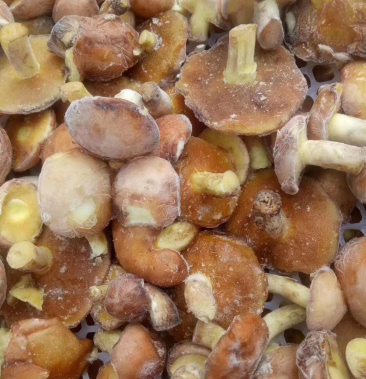 速冻粘团子,松蘑大量批发