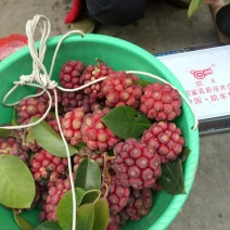 长寿果，黑老虎水果