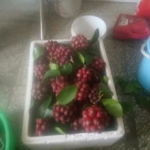 长寿果，黑老虎水果