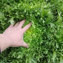【精选】苦菊种子花叶苦菊碎叶苦菊种子
