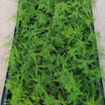 文竹种苗室内四季常青盆栽植物微景观花卉绿植