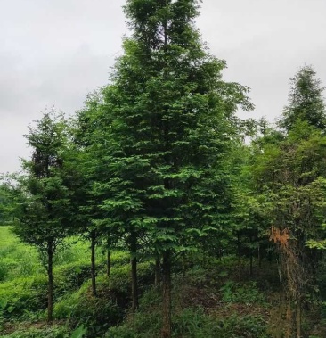 [杉树苗批发]水杉 水杉树大量出售中,欢迎来电咨询 实地考察价格95.