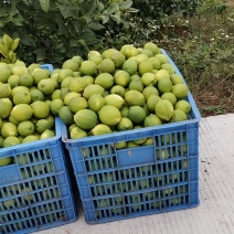 尤力克青果