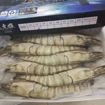 越南野生黑虎虾，超级大条
