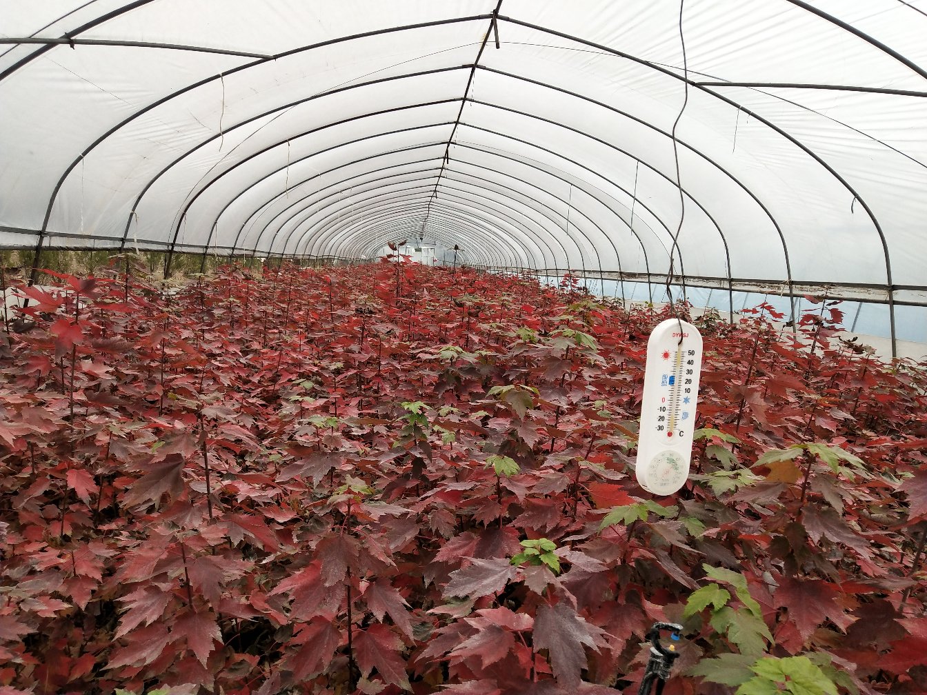 红枫苗扦插苗床管理实景图