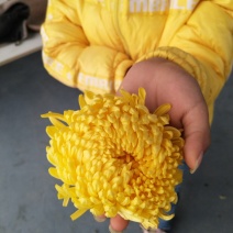 金丝皇菊