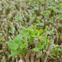 葛根种苗粉葛苗（搭配营养土，免费提供育苗种植技术）