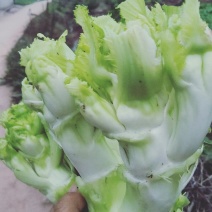 精品儿菜(小头儿菜)