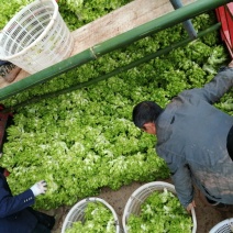 儿菜