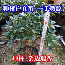 金边瑞香18杯种植户直销一手货源视频看货放心选购全国发货